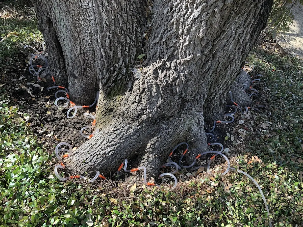 Detailed Tree Cabling and Bracing job site in United