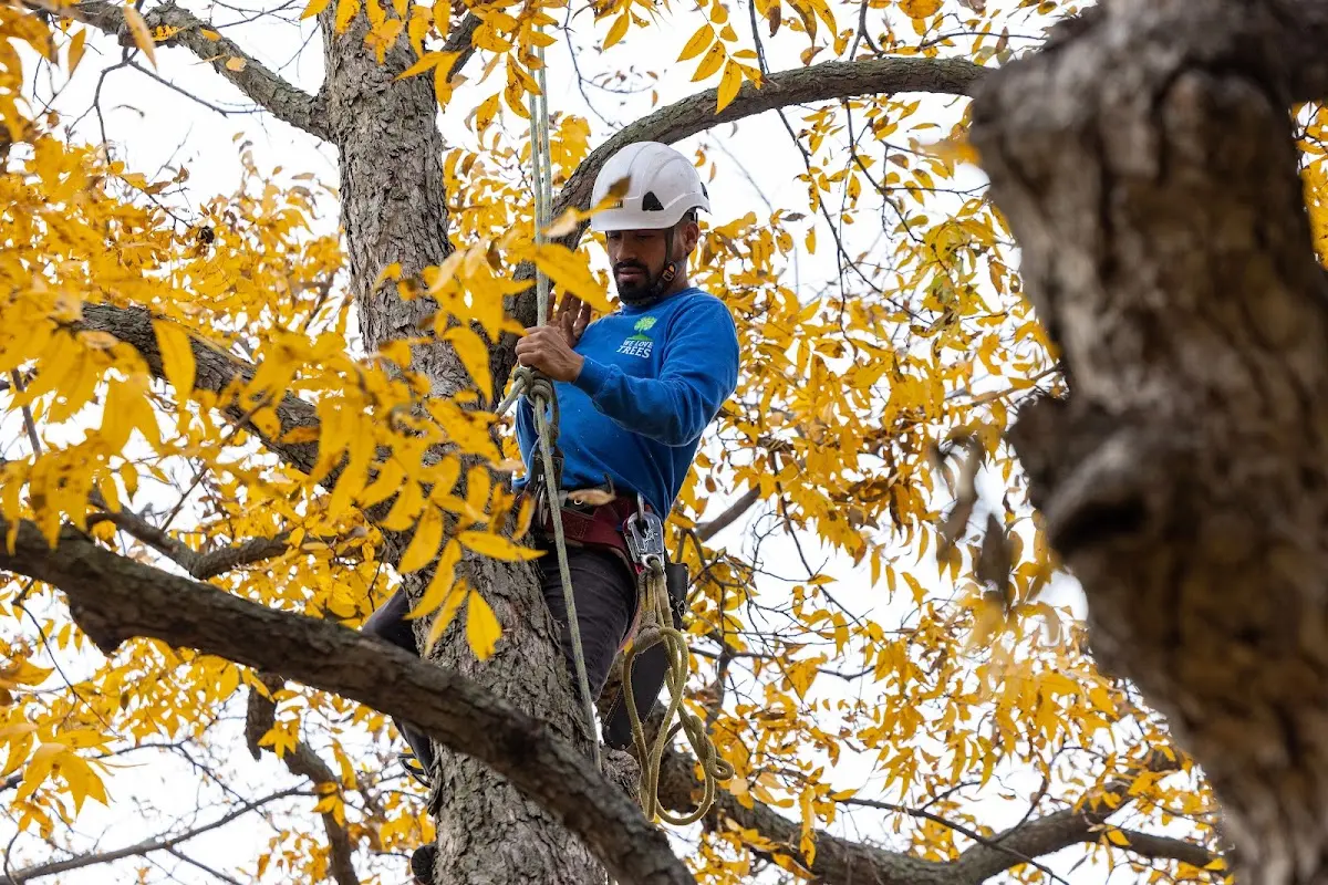Skilled Storm Damage Cleanup crew working in United
