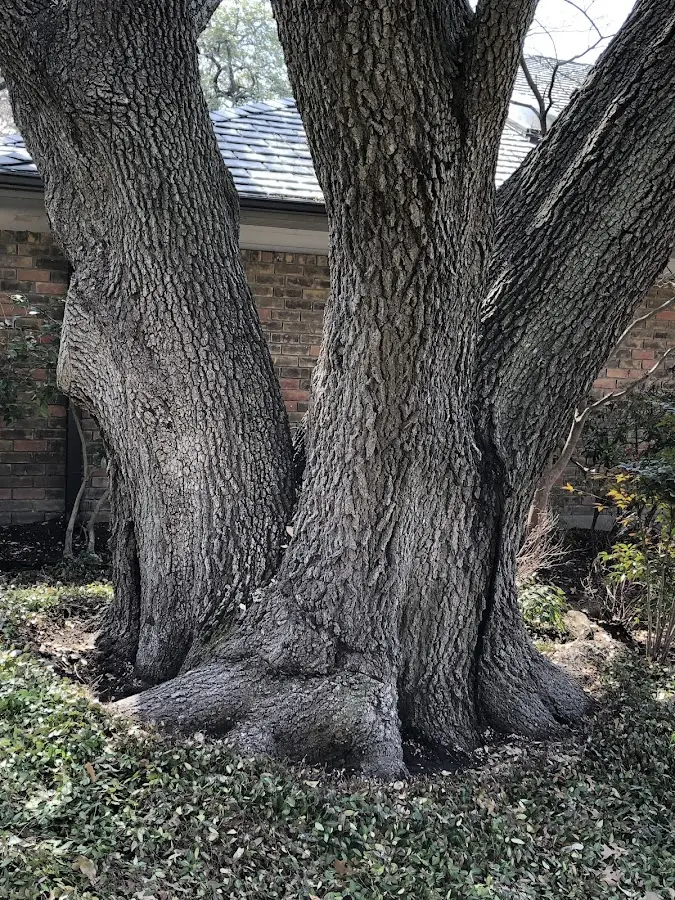 Mature heritage tree close to a United property cared for by certified arborists