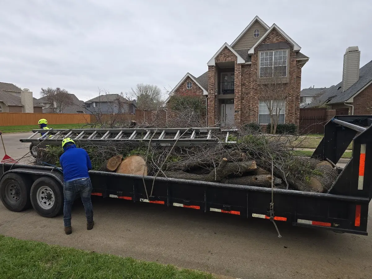Expert Tree Pest Control with proper safety equipment in United